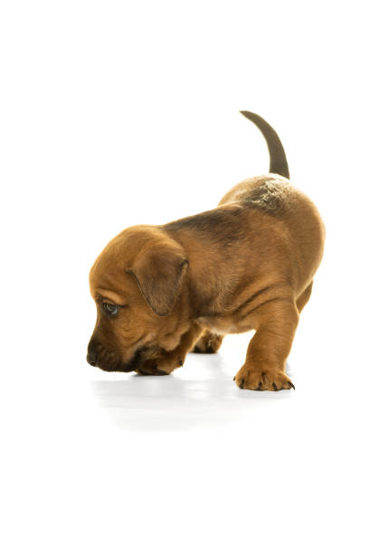 istock Jack Russel puppy  isolated in white background 897448066