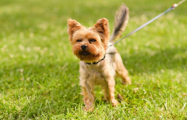 istock Small Yorkshire terrier in the park 897448178