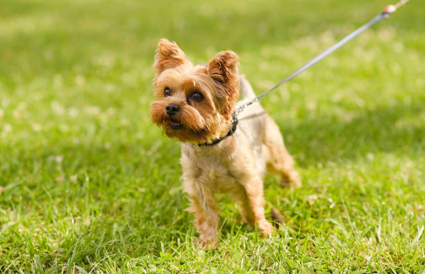 istock Small Yorkshire terrier in the park 897448196