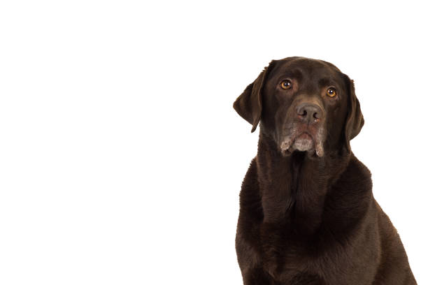 istock Chocolate brown labrador isolated in white 897450484