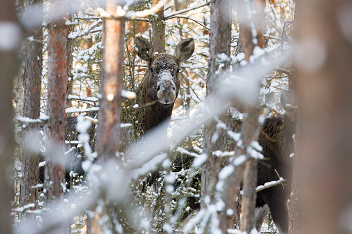 Elk ( Alces Alces ) In The Winter Forest. Female Moose ( Eurasian Elk) In Forest Among The Trees. The Muzzle Of An Adult Moose Among The Winter Snow-Covered Trees.  Wildlife Scene From Belarus.