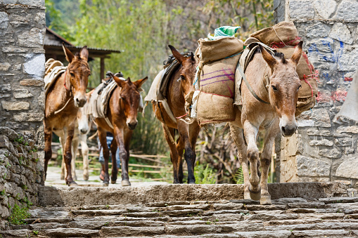 Photo of himalayan horse caravan transporting goods