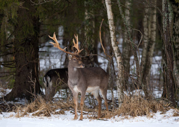 istock Fallow Deer Buck. Majestic Powerful Adult Fallow Deer, Dama Dama, In Winter Forest, Belarus. Wildlife Scene From Nature, Europe.A Male Of Fallow Deer ( Daniel ) With Grate Antlers Standing On The Snow 897450534