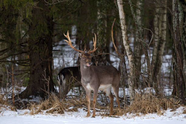 istock Fallow Deer Buck.Majestic Powerful Adult Fallow Deer, Dama Dama, In Winter Forest,Belarus. Wildlife Scene From Nature, Europe.Male Of Fallow Deer ( Daniel )  With Its Tongue Sticking Out Stand On Snow 897450544