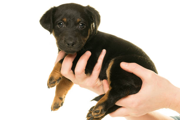 istock Jack Russel puppy  isolated in white background 897451332