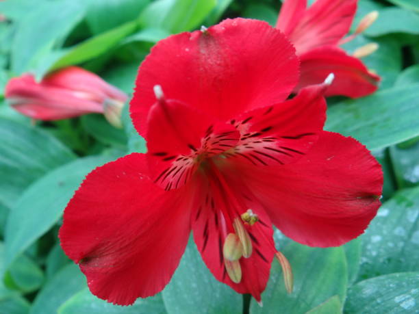 istock Plants and Flowers 897452288