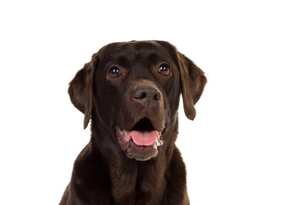 istock Chocolate brown female labrador  isolated in white 897452370