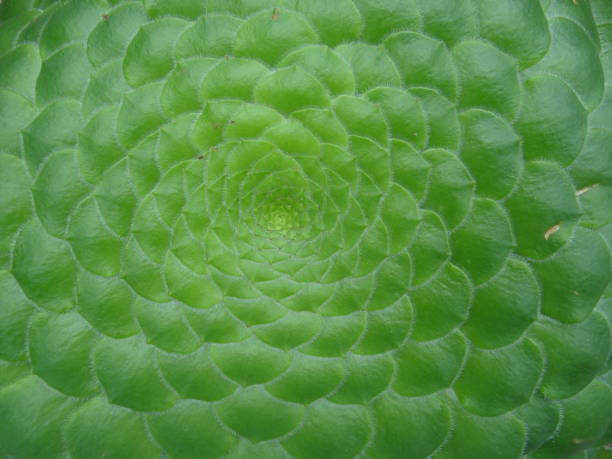istock Plants and Flowers 897452412