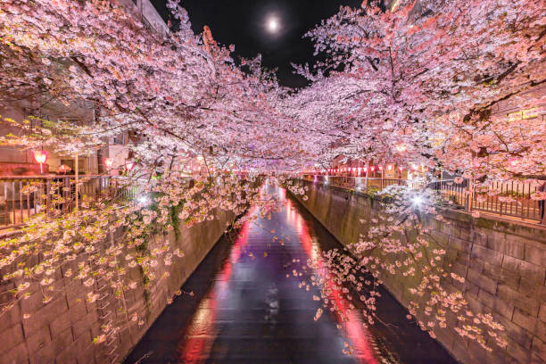 istock Urban night cherry blossoms 897454798