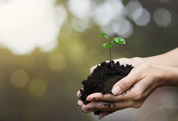 istock farmer hand holding seedling and soil for planting agriculture. 897455230