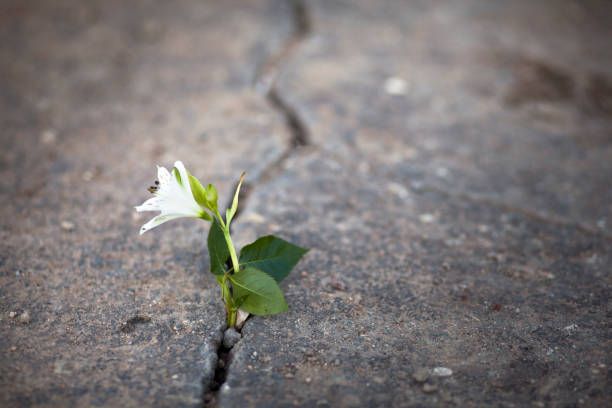 istock white flower growing on crack street 897457980
