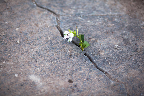 istock white flower growing on crack street 897457994