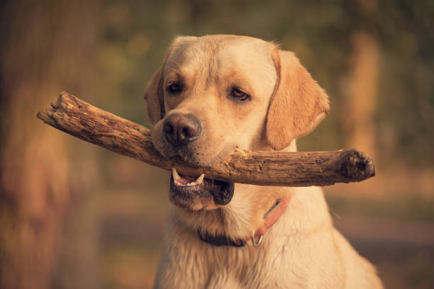 istock Labrador Retriever dog holding a stick in training 897458386