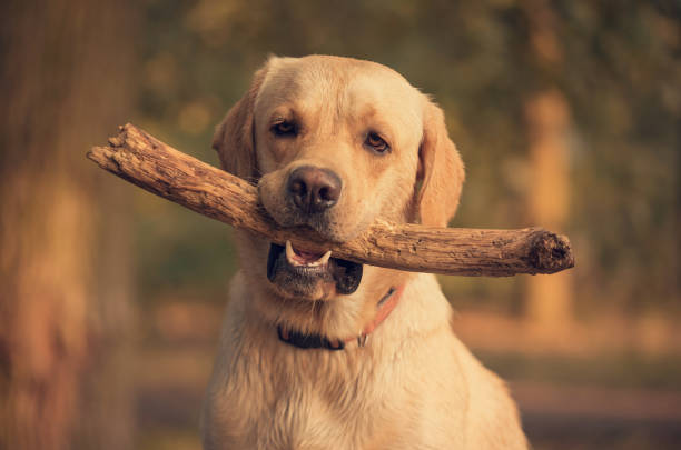 istock Labrador Retriever dog holding a stick in training 897458400