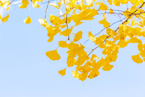 istock Autumnal leaves gingko leaves 897458430
