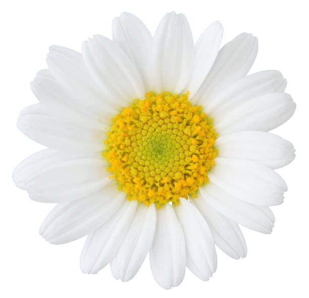 daisy (margerite) izolowana na białym tle - german chamomile chamomile plant flower part temperate flower zdjęcia i obrazy z banku zdjęć