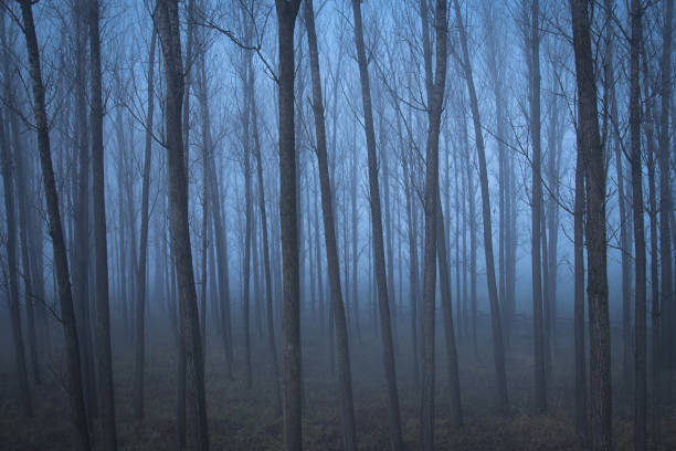 istock Gloomy mood in the forest 897461730