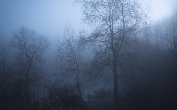 istock Gloomy mood in the forest 897461740