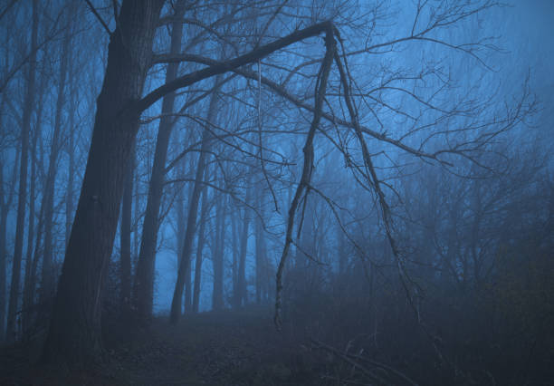 istock Gloomy mood in the forest 897461746