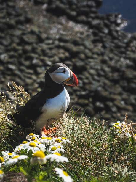 istock beautiful puffin with chamomiles at Latrabjarg Bird Cliffs in Iceland 897468186