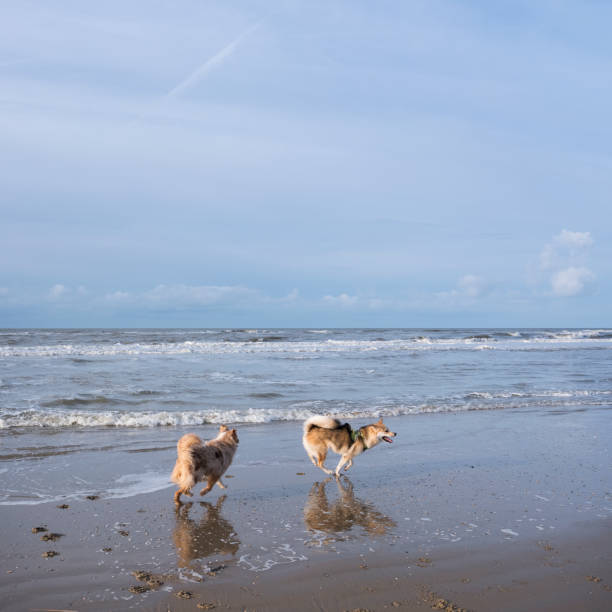 istock dogs on sunny winter beach in the netherlands 897468778