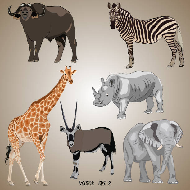 ilustrações de stock, clip art, desenhos animados e ícones de a set of realistic popular african animals - oryx, giraffe, elephant, zebra, rhino, buffalo - giraffe namibia africa animal