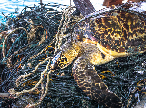 This rare Critically Endangered Hawksbill Sea Turtle (Eretmochelys imbricata) is entangled in discarded fishing net aka ‘Ghost nets’.  Classified by the IUCN as facing an extremely high risk of extinction in the wild in the immediate future.  The animal has been found alive but without help would perish.  Ghost nets have a devastating effect on marine life, as can be seen here.  The turtle, was released by the photographer after this image was taken.  The location is  Phi Phi islands in the Andaman Sea, Krabi, Thailand.
