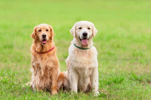 istock Closeup photo two Golden Retriever dog 897475384