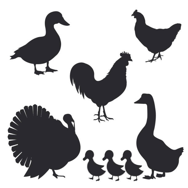 ilustraciones, imágenes clip art, dibujos animados e iconos de stock de conjunto de siluetas de aves de granja. ilustración de vector - pavo ave de corral