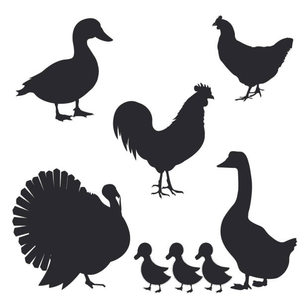 ilustrações, clipart, desenhos animados e ícones de conjunto de silhuetas de pássaros de fazenda. ilustração vetorial - young bird chicken bird cut out