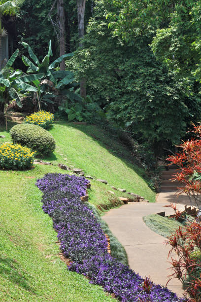 istock Tropical park  and flower beds 897478696