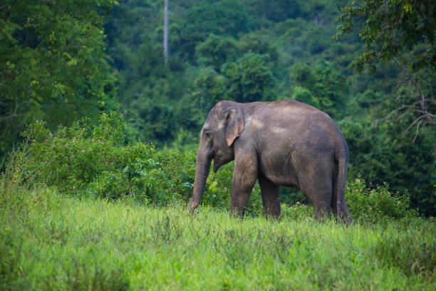 istock wild elephants live in deep forest,Thailand 897484242