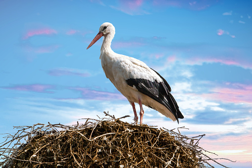 Two  storks in the nest,Algarve,Portugal