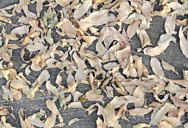 istock Dried leaf background On the concrete floor 897487322