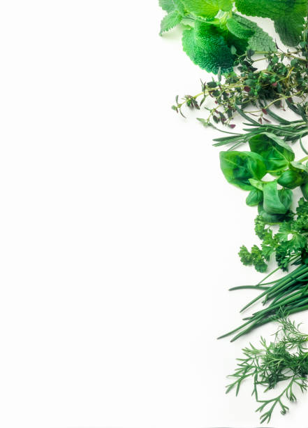 cornice di foglie di erbe su sfondo bianco - green food chervil herb foto e immagini stock