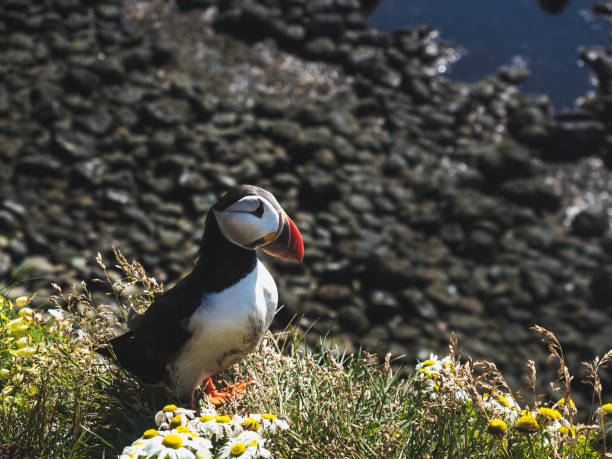 istock Puffin on grass with flowers at Latrabjarg Bird Cliffs in Iceland 897492448