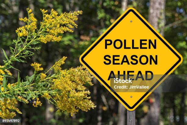 Advertencia Anticipada Temporada De Polllen Foto de stock y más banco de imágenes de Alergia - Alergia, Polen, Estación - Entorno y ambiente