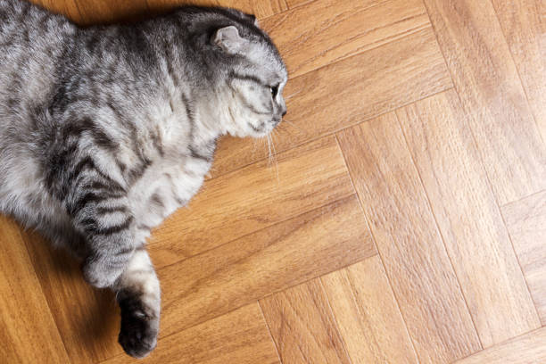 istock Surprised Cat lying on the floor, close up. British cat lying on the floor with copy space 897498200