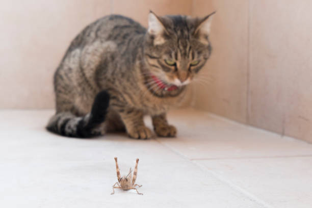 istock A cat following a grasshopper to catch 897498326
