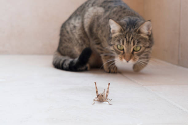 A cat following and hunting a grasshopper