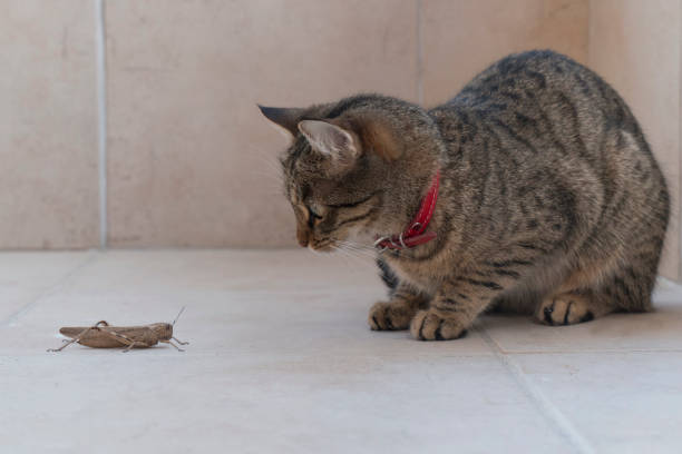 istock A cat staring at a grasshopper to hunt 897498366