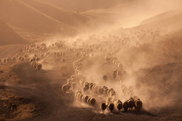 istock A flock of sheep 897498770