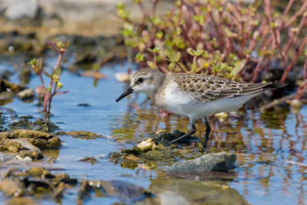 Red-necked Stint walking along the waterfront