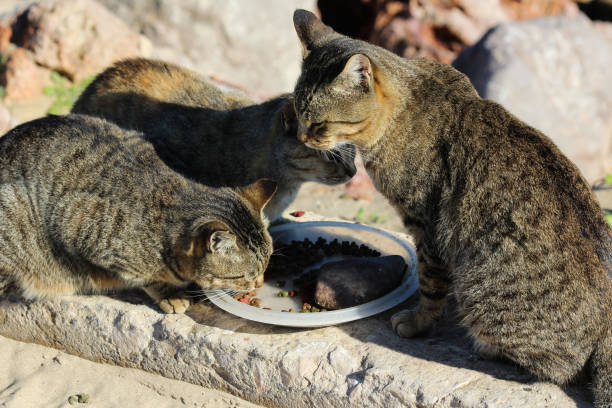 istock Brown stray cats in Portugal 897504380