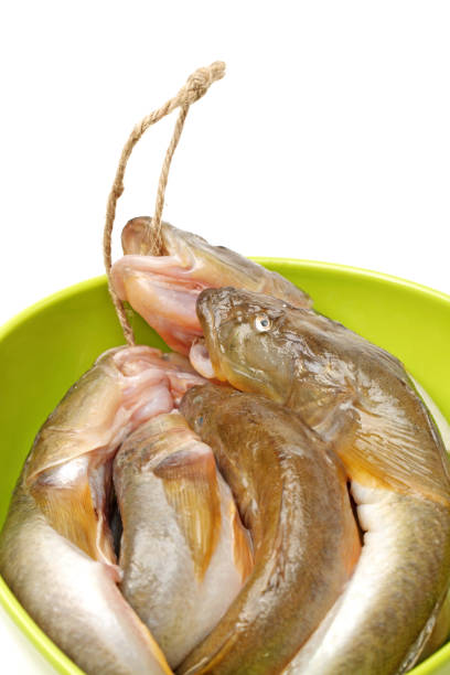 istock The sea catfish on white background 897504996