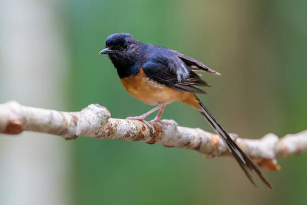 istock Bird In Malaysia 897508788