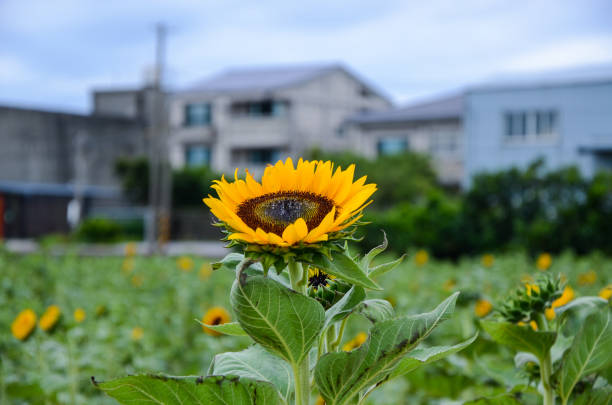 istock helianthus sunflower garden 897512718