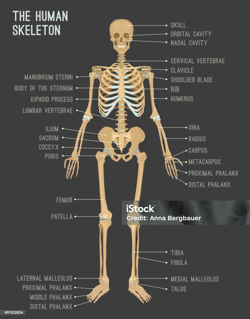 Human skeleton image Human skeleton image. Vector illustration isolated on a dark grey background useful for creating medical and scientific materials. Anatomy, medicine and biology concept. Human Skeleton stock vector