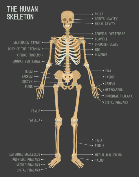 Human skeleton image Human skeleton image. Vector illustration isolated on a dark grey background useful for creating medical and scientific materials. Anatomy, medicine and biology concept. drawing of male body hair stock illustrations