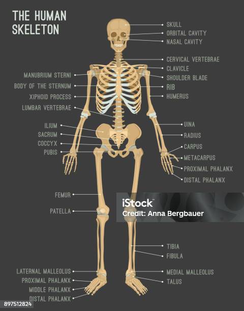 Human Skeleton Image Stock Illustration - Download Image Now - Human Skeleton, Poster, Anatomy